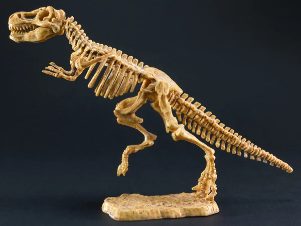 dinozor Tyrannosaurus T Rex iskeletini siyah arka plan üzerine
