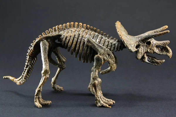 Triceratops fossil dinosaur skeleton model toy — Stock Photo, Image