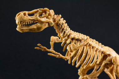 dinozor Tyrannosaurus T Rex iskeletini siyah arka plan üzerine