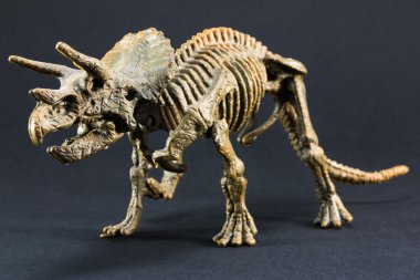 Triceratops fossil dinosaur skeleton model toy clipart