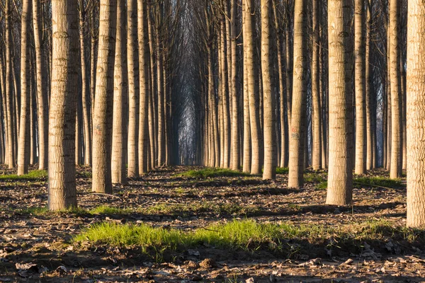 trees in line inside forest