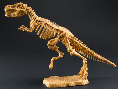 dinozor Tyrannosaurus T Rex iskeletini siyah arka plan üzerine