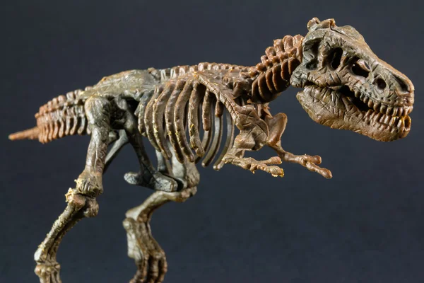 Dinosaur Tyrannosaurus T Rex skeleton on black background — Stock Photo, Image