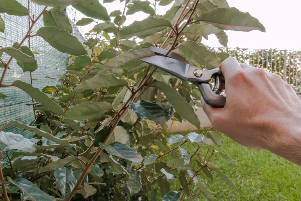 Snoeien een hedge in de tuin, seizoensgebonden tuin werk — Stockfoto