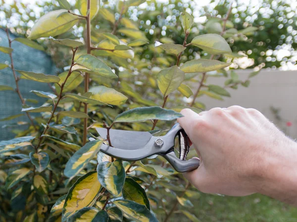 Poda de un seto en el jardín, trabajos de jardín de temporada — Foto de Stock