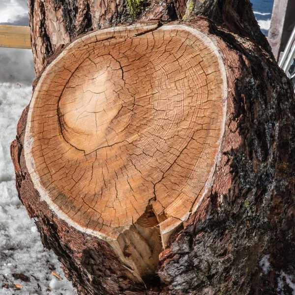 round annual rings on pine bark tree wood