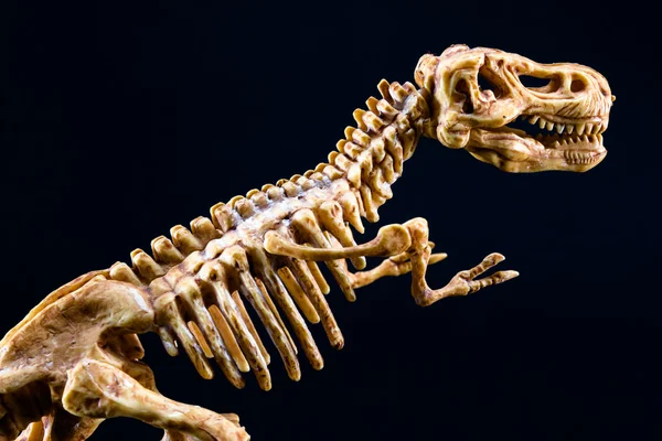 在黑色背景上的恐龙 T 暴龙骨架 — 图库照片