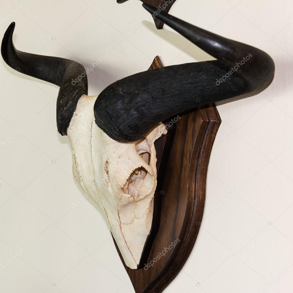 animal stuffed Skull with black horns on the wall