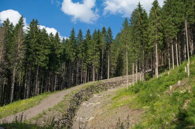 Orman Yolu Mavi Gökyüzünün altındaki ağaçların arasından bir dağa çıkıyor..
