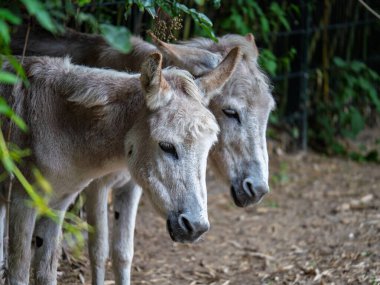 Yeşil Bambu ve Metal Çit 'in yanında duran Açık Kahverengi Eşek Memelileri.