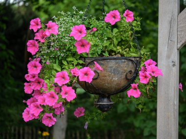 Canlı Pembe Petunya ve Mor Çiçekler Süslü Demir Bitki Sepetinde Çiçek Açıyor.