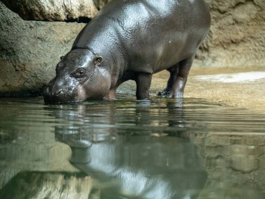 Küçük siyah pigme hipopotam. Büyük bir kaya yapısının yanında yansıması görülebilen sığ bir havuzdan su içiyorlar..
