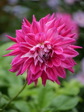 Vibrant Deep Magenta Dahlia Flower In Full Bloom Against Green Foliage Background.