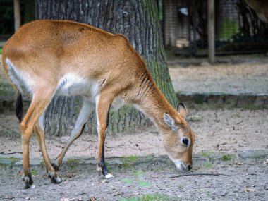 Single Kafue Lechwe African Antelope Foraging On Ground Near Tree.