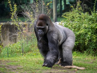 Batı Ovası Gorili Doğal Yaşam Alanında Yiyecek Arıyor.