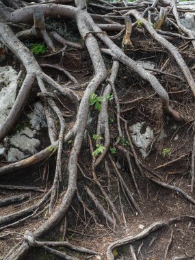 Yıpranmış Ağaç Damlası ve Kökleri.