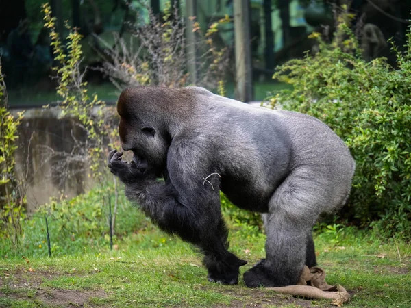 Batı Ovası Gorili Doğal Yaşam Alanında Yiyecek Arıyor.