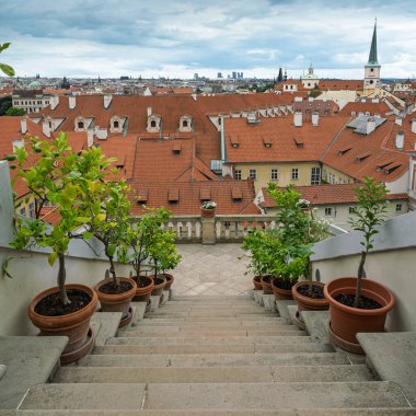 Çatı, Prag ve Çek Cumhuriyeti 'nin tepelerinde çömlek kiraz ağaçlarıyla kaplı alçalan taş basamaklar..