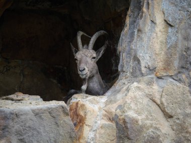 Dağ Keçisi Portresi Bir Kayanın Arkasına Bakıyor.