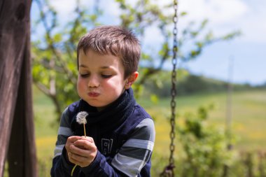 Karahindiba tohum rüzgarda