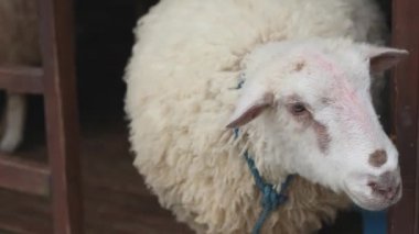 Genç beyaz koyun ahırda