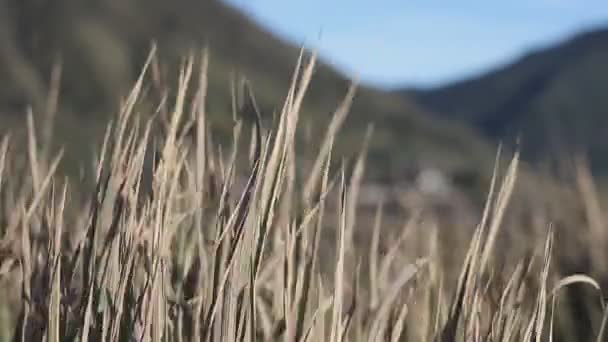乾燥した草からBromo山の斜面にPura Luhur Poten Bromo Ngadisariでズーム — ストック動画