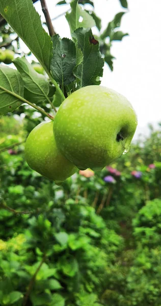 Twee Verse Groene Appel Boom — Stockfoto