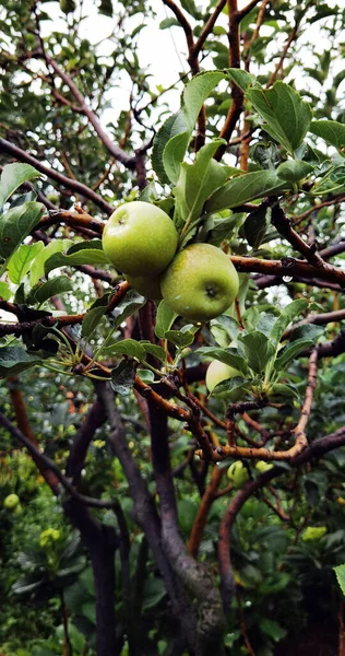 Frescura Manzanas Verdes Árbol Después Lluvia —  Fotos de Stock