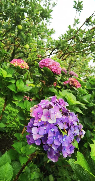 Pink purple hortensia holland flower in the garden