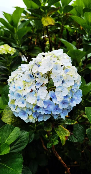 Μπλε Και Λευκό Χρώμα Hortensia Holland Λουλούδια Στον Κήπο — Φωτογραφία Αρχείου