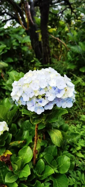Hortensia Azul Papá Grande Jardín —  Fotos de Stock