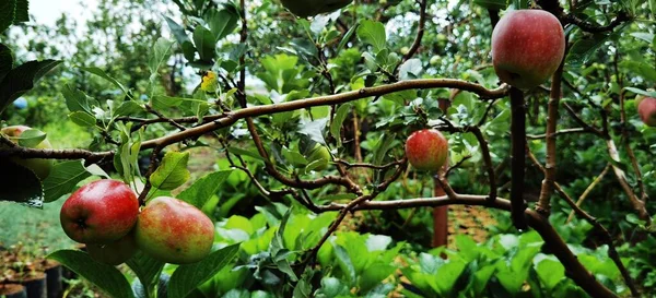 Anna Rödaktigt Äppelträd Blött Efter Regn Trädgården — Stockfoto