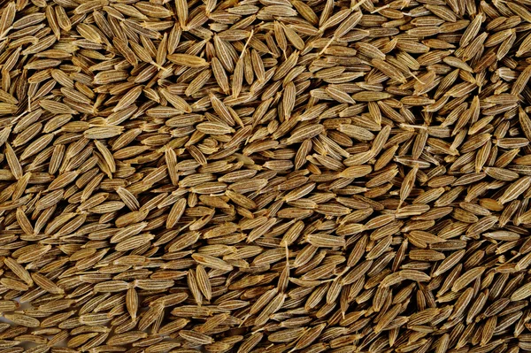 Kmín semena koření pozadí — Stock fotografie