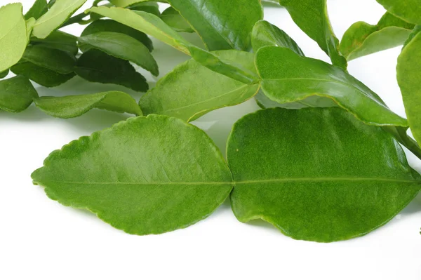 Bergamot leaves on white background — Stock Photo, Image
