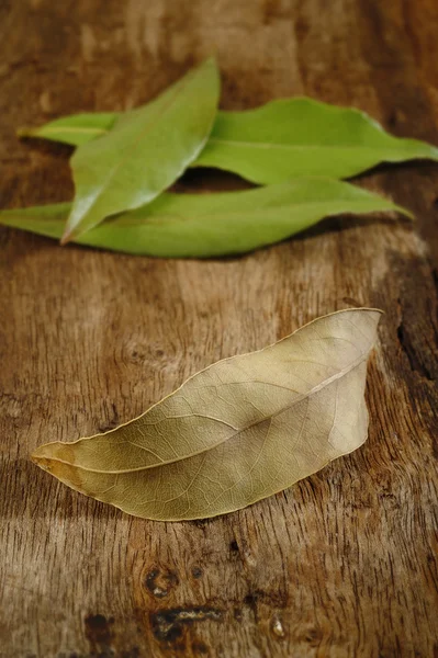 Dried and fresh bay leaves — Stock Photo, Image