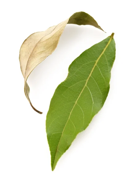 Foglie di alloro secche e foglie di alloro fresche su bianco — Foto Stock