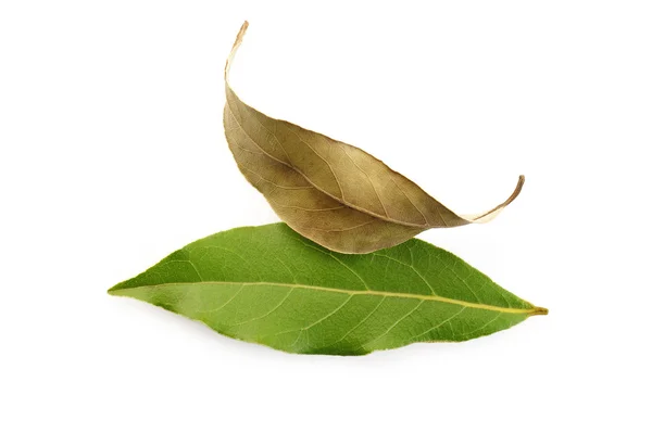 Dry bay leaves  and fresh bay leaves — Stock Photo, Image