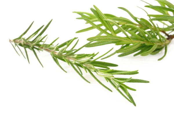 Fresh rosemary isolated on white — Stock Photo, Image