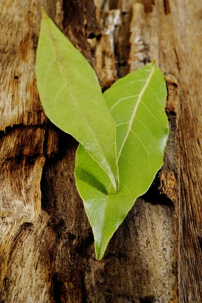 Frische Lorbeerblätter — Stockfoto