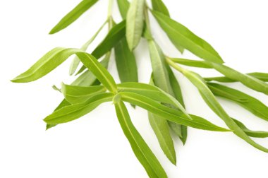 tarhun dal parçası üzerinde beyaz izole 