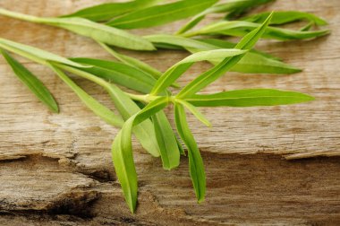 tarhun dal parçası 