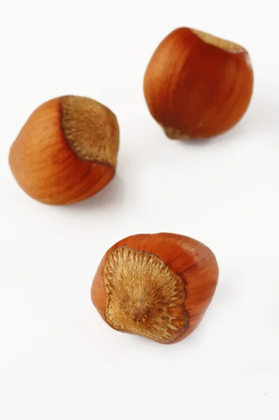 Hazelnut on white — Stock Photo, Image