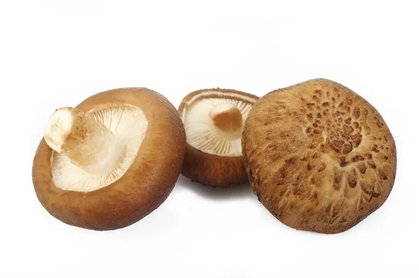 Frischer Shiitake-Pilz isoliert auf weißem Hintergrund — Stockfoto