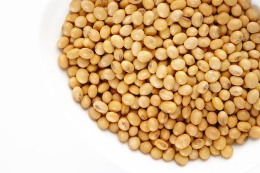 soya fasulyesi tohumu