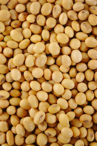 soya fasulyesi tohumu