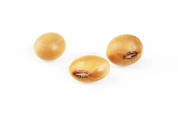 soya fasulyesi tohumu