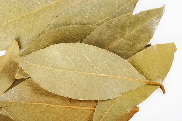 Bay leaf herb — Stock Photo, Image