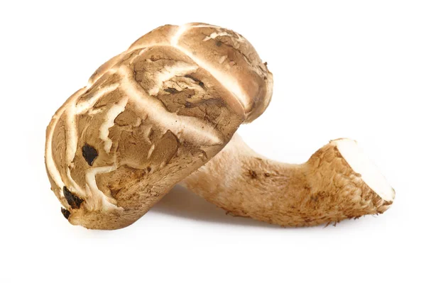 Fresh shiitake mushroom — Stock Photo, Image