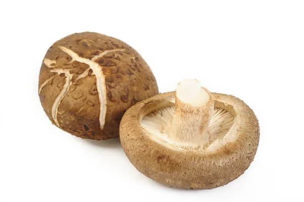 Shiitake-Pilz — Stockfoto