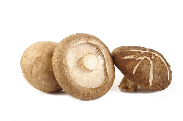 Frischer Shiitake-Pilz isoliert auf weiß — Stockfoto